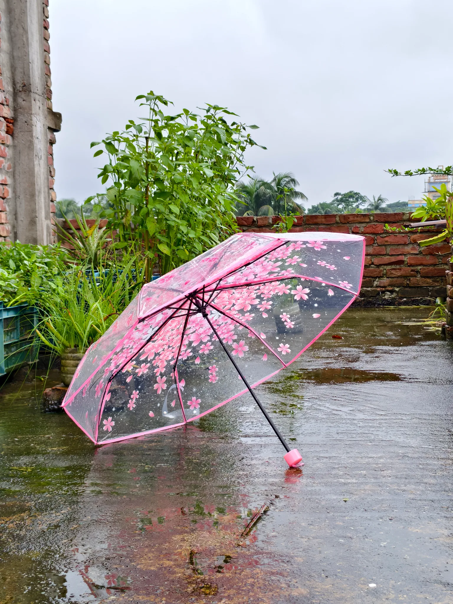 Cherry Blossom Umbrella