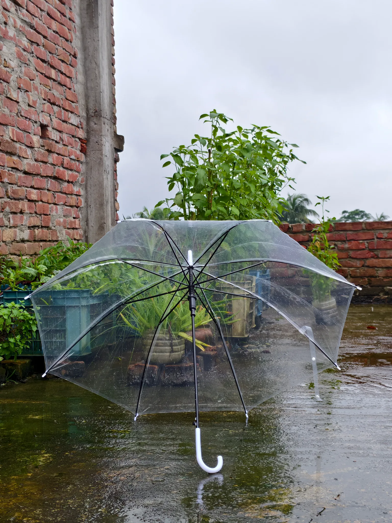 Kids Transparent Umbrella